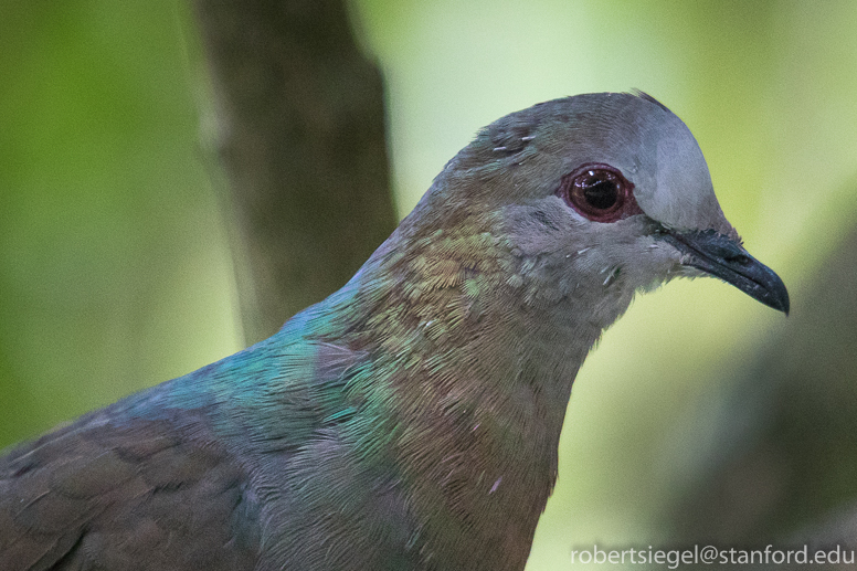 lemon dove